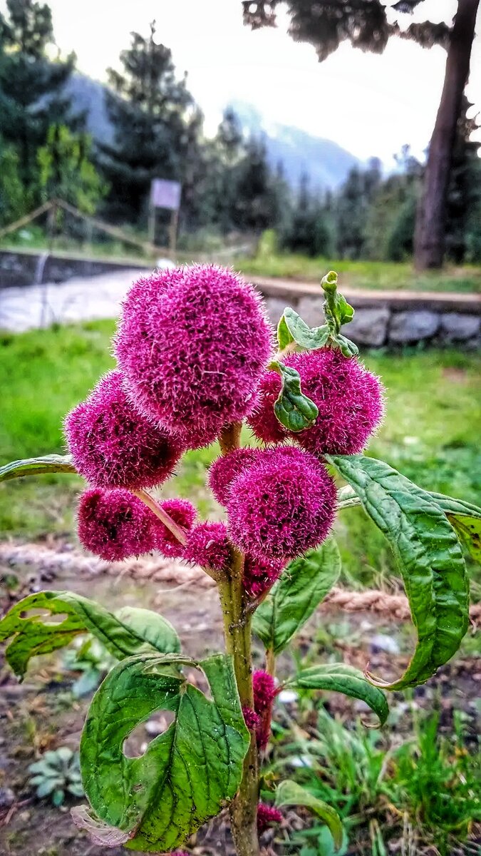                                      «Амарант хвостатый » (Love-Lies-Bleeding)