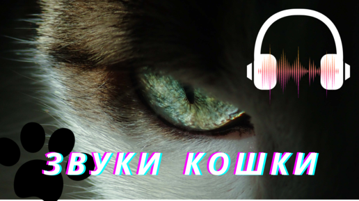 Звук кошки слушать | Звук мяуканье кошки | Звуки животных | Фабрика Звука |  Дзен