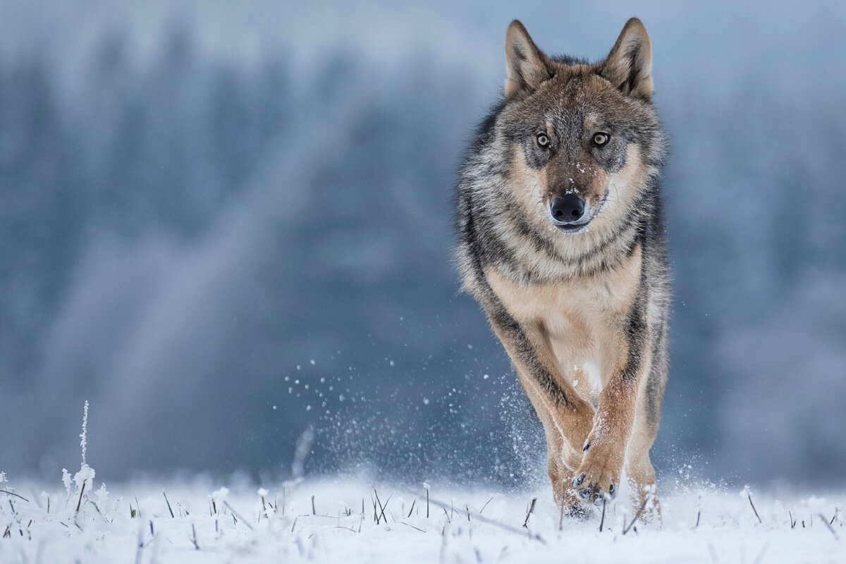 Встретили волка в лесу: не поворачивайтесь спиной и кричите