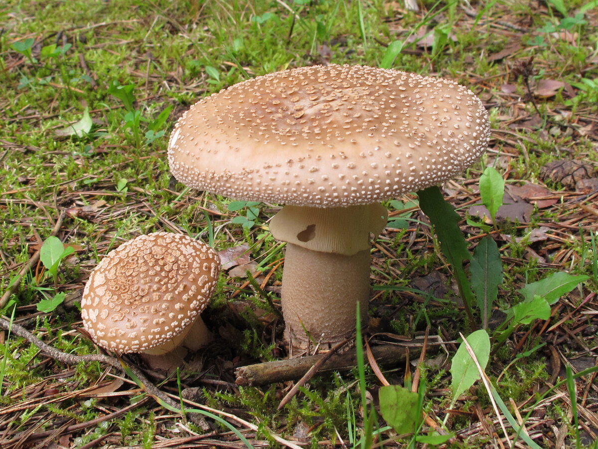 Гриб мухомор съедобный (Amanita): где растет, виды, фото