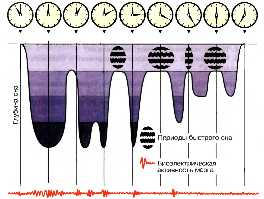 Схема цикла сна. Периоды сна человека в течении ночи. Длительность фаз сна. Фазы сна человека график. Время активности мозга