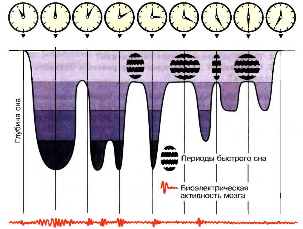 Биоэлектрическая активность мозга. Фазы сна диаграмма. Цикл сна схема. Фазы сна и циклы по времени. Фазы быстрого сна график.