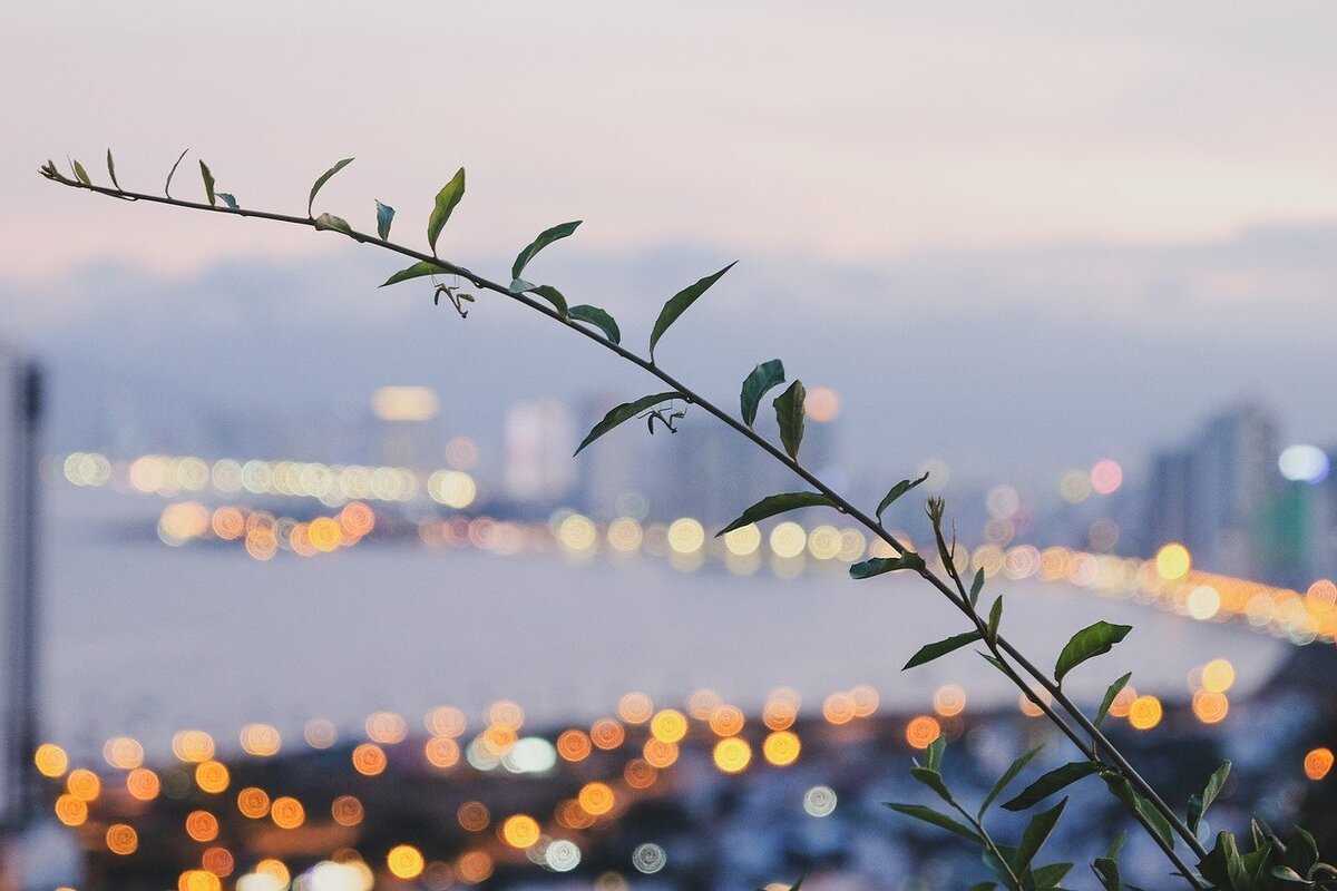 Картинка с бесплатного фотостока https://pixabay.com , автор Anfuji