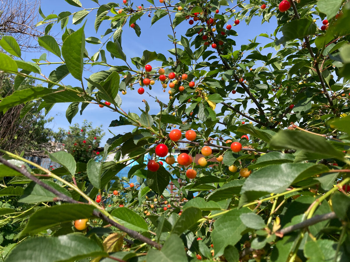 Как раз через неделю будут ярко-красные.