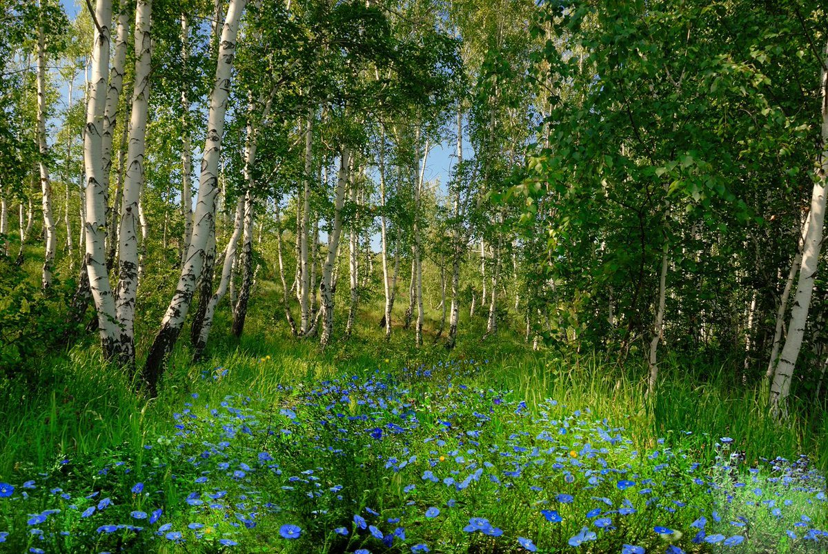 яндекс картинки