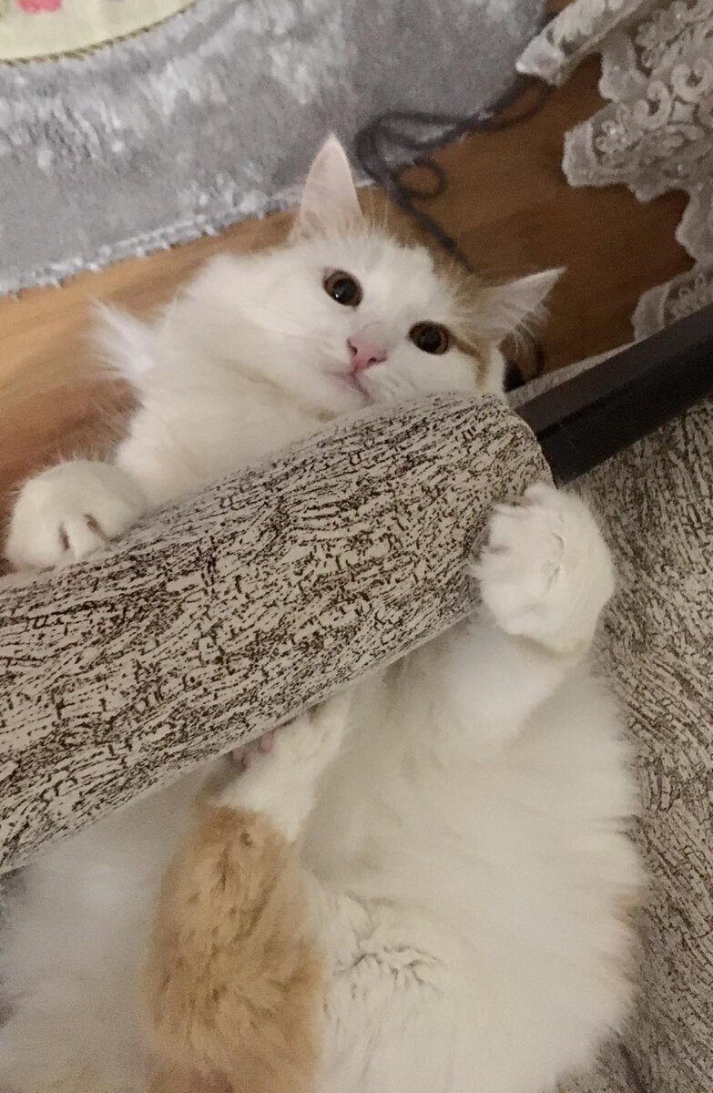 Кошечка у Марьям. 