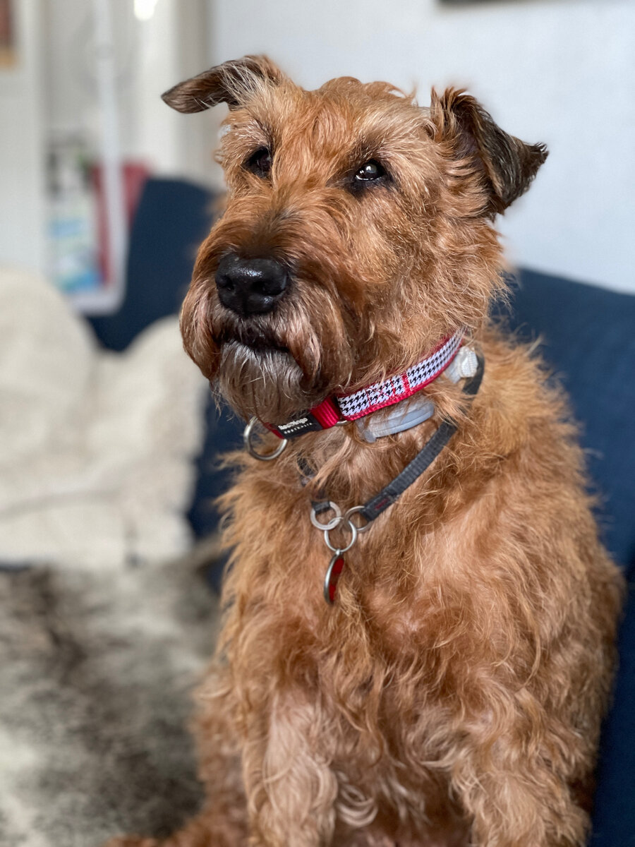 и ошейник с рисунком houndstooth :)