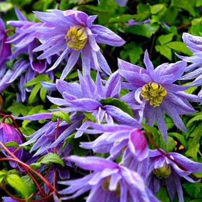 Майдвел Холл. 