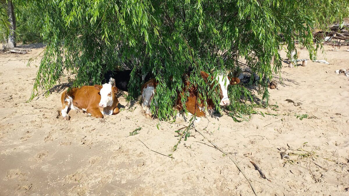 г. Самара. Средний пляж. 🐄 Местные отдыхающие. 📸 Фото: Ирина Блеч