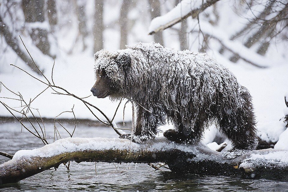     Константин Шатенев «Тяжелое время» (финалист в номинации «Дикие животные»).