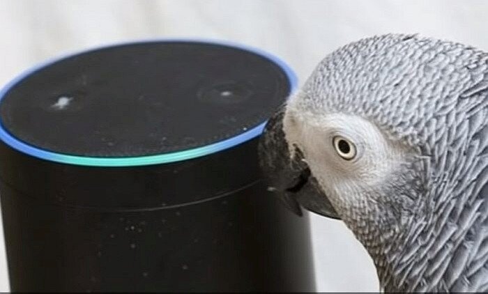 Женщине из Великобритании с Амазона неожиданно доставили несколько посылок, заказ которых она не оформляла. Выяснилось, что у нее живет красивый попугай жако, который освоил голосовой помощник и успешно и активно стал его использовать. 
Между попугаем и помощником Алексой появилась связь. Один — очень разговорчивый попугай, другой – голосовой помощник, реагирующий на человеческие голоса. Их дружба привела к интересными последствиям.

Попугай каждый день смотрел, как хозяйка пользуется голосовым помощником. За это время он смог понять принцип работы помощника и стал играть с умным устройством. Всего за сорок дней Рокко изучил принцип взаимодействия с Алексой и узнал, как дать ей указания.

Птичка сначала запускала музыку, потом баловалась со светом, включая и выключая его с помощью голоса. В результате Рокко доболтался до оформления заказов на Амазоне. И он бы продолжал их заказывать, если бы хозяйка не обратила на это внимание. Теперь она постоянно проверяет на Амазоне корзинку покупок и убирает лишние товары, которые заказывает Рокко.

Рокко добавил в свой актив виноград, мороженое, лук-порей и клубнику. Женщину также силно удивило и поразило то, что от онлайн-магазина пришел воздушный змей и кухонный чайник.