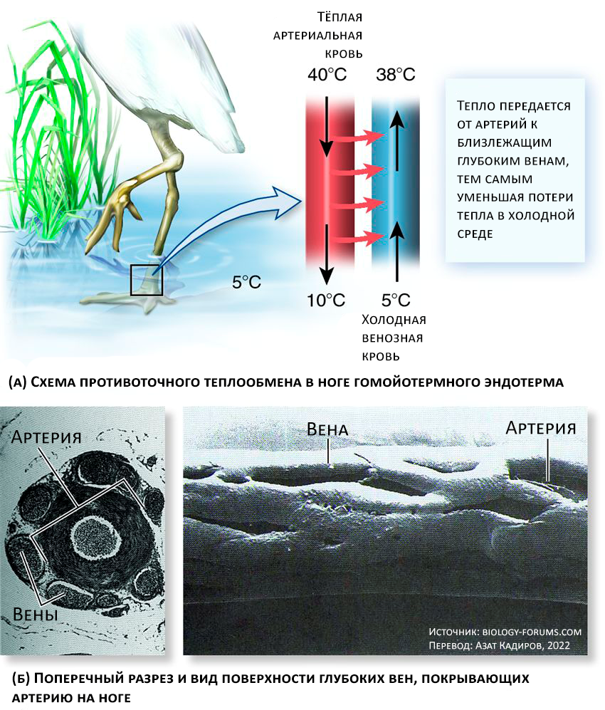 Гомойотермный эндотерм — это организм, который способен поддерживать относительно постоянную температуру тела за счёт внутреннего производства тепла (метаболизма), независимо от температуры окружающей среды.