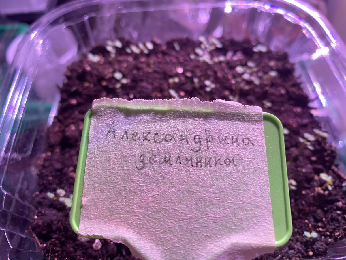 28 февраля. Рассаде 10 дней.