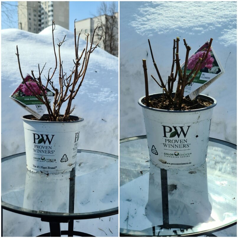 Пинк Аннабель 2. До и после обрезки.31 марта 2022 года