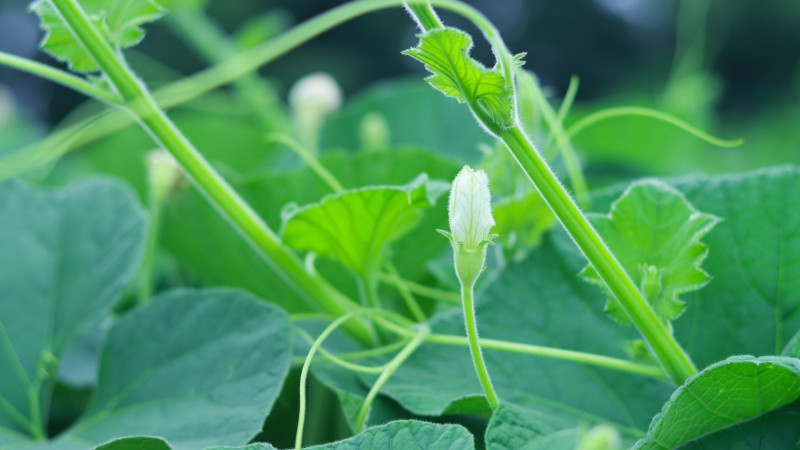     Огурцы. Грядка. Ботва. unsplash.com