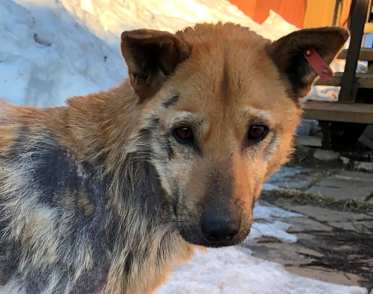 Жизнь впроголодь, трепки сородичей, отсутствие важных для шерсти витаминов сказались на Ромкиной шубке.