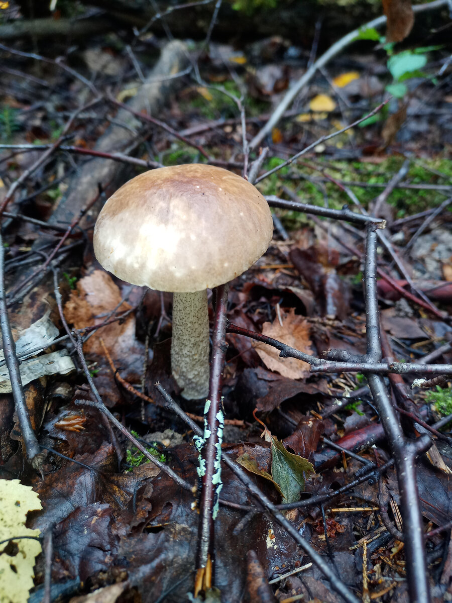 Подберезовик. Фото автора канала