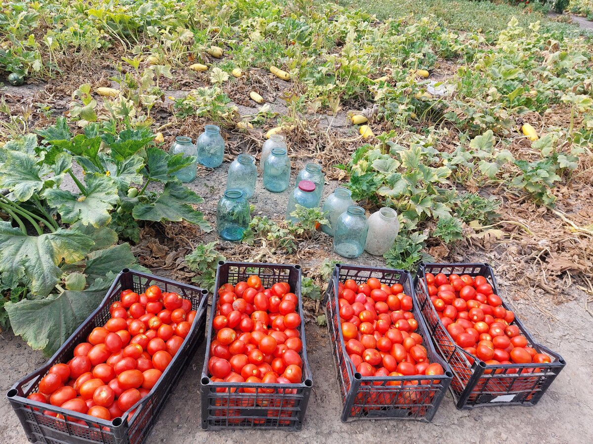 Фото автора помидоры с хутора