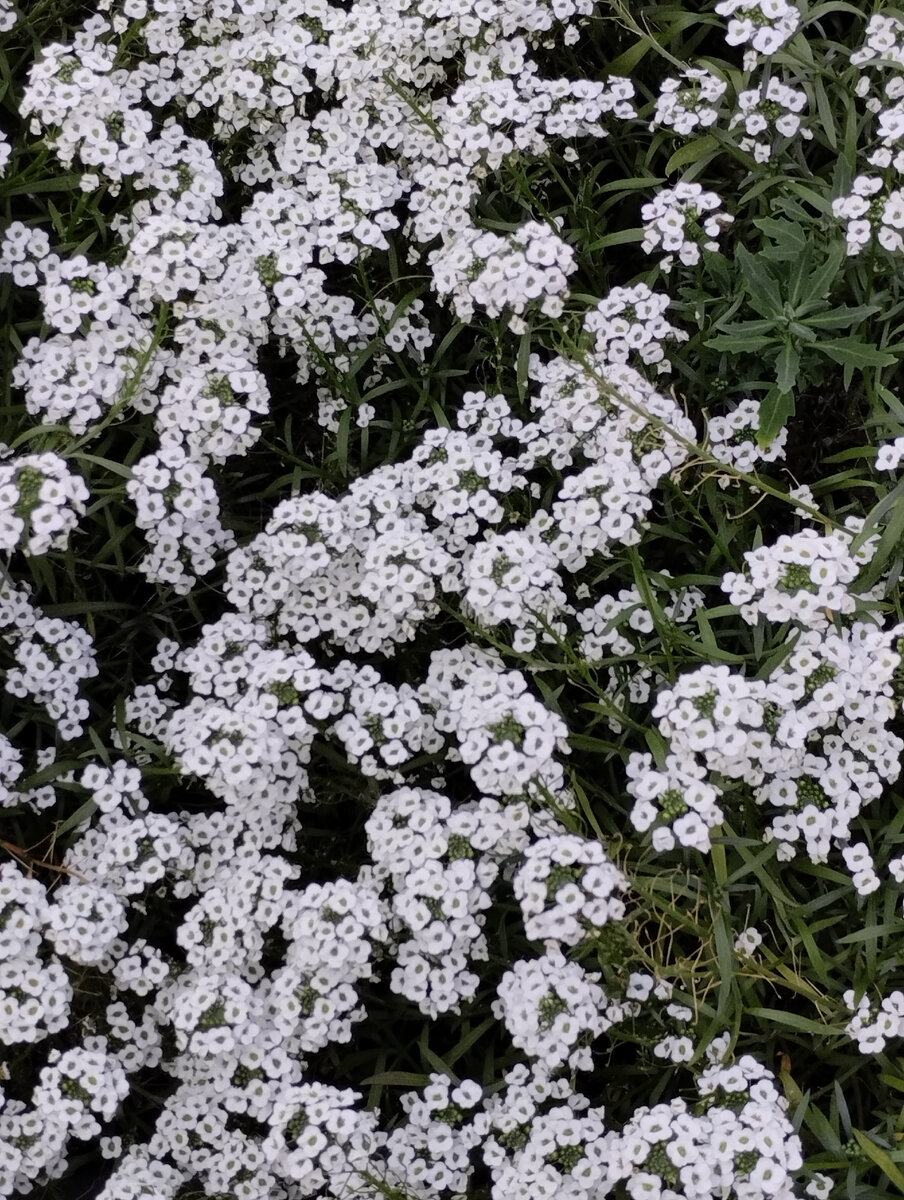 Мое фото. Очень люблю эти цветы.