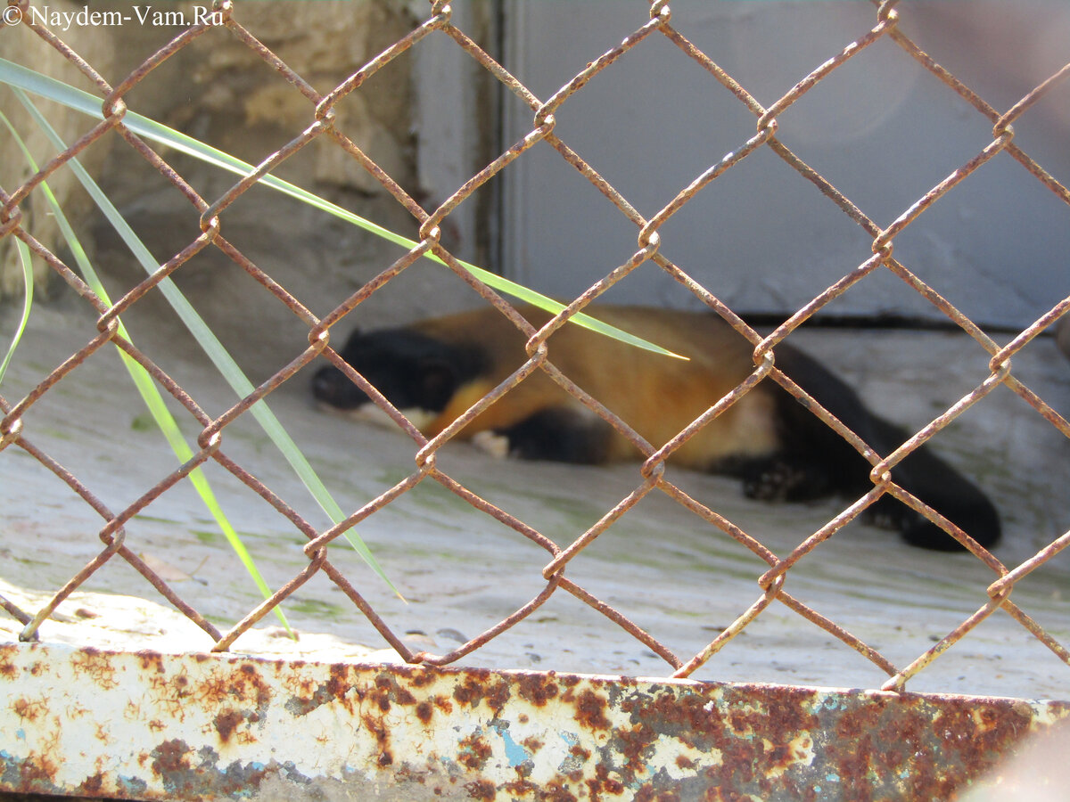 Ему жарко и грустно 