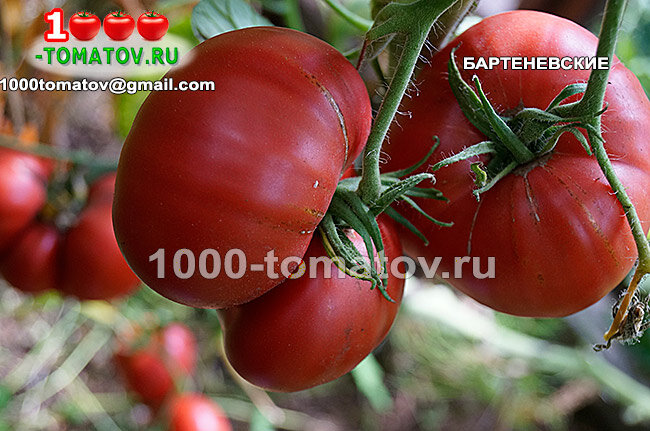 Томат Бартеневские фото 2