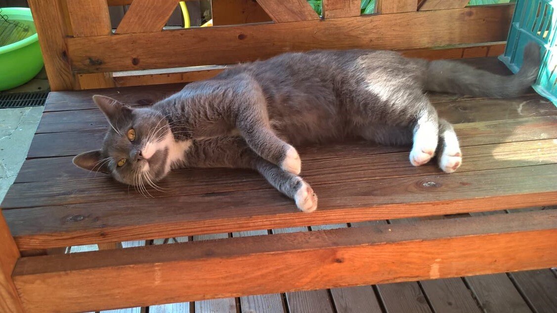 Тот самый котик