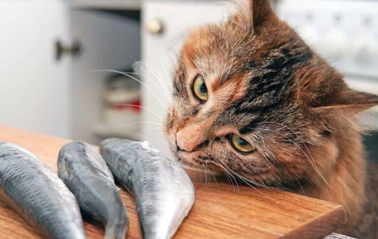    Кошки любят рыбу, но почему? / © thecatsite.com