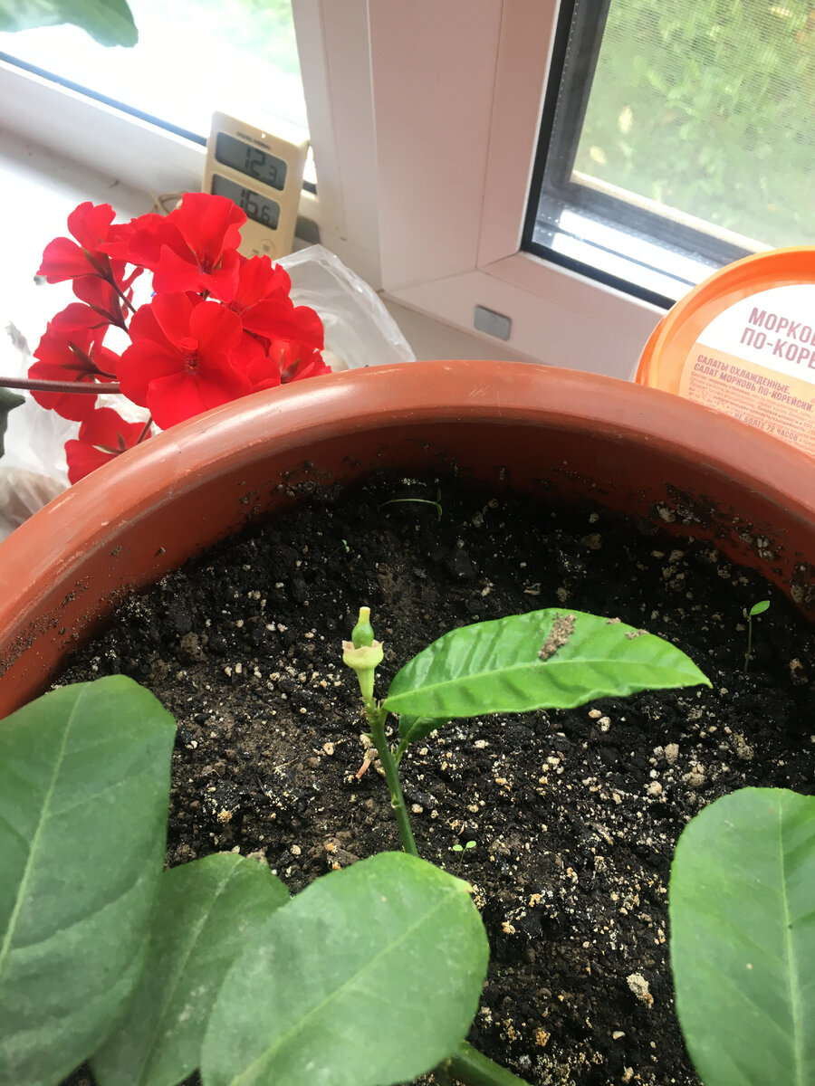 может и отвалится еще, потому что растение молодое