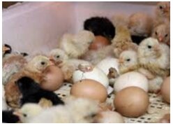 Встречаем вывод куриных цыплят через 21 день. Хороших цыплят можно определить по внешнему виду: подвижны, крепко стоят на ножках, клюв и ножки желтого цвета.