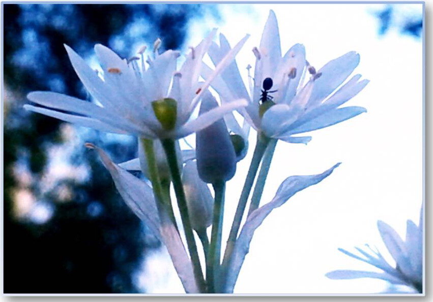 Цветёт черемша (Allium ursinum). Вечер.