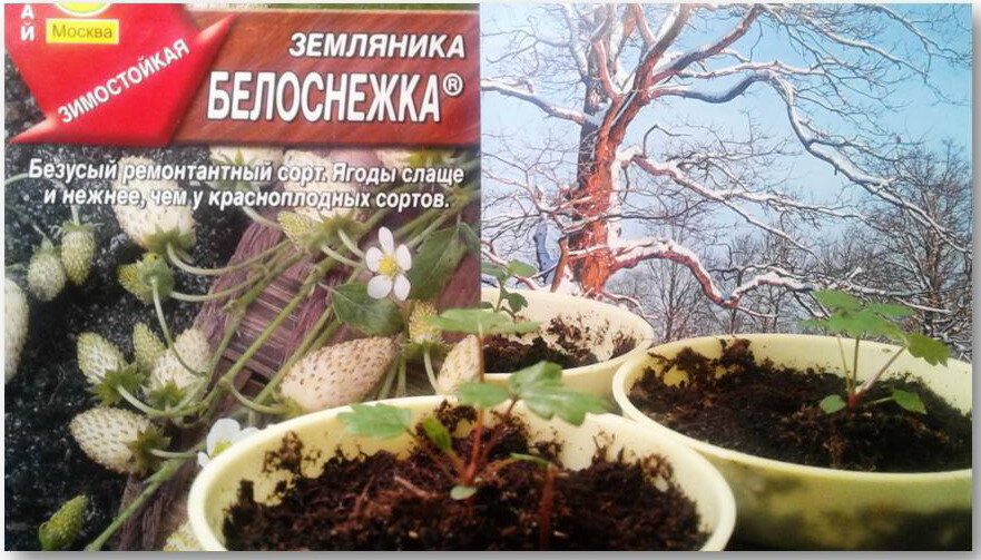 Рассада земляники Белоснежка