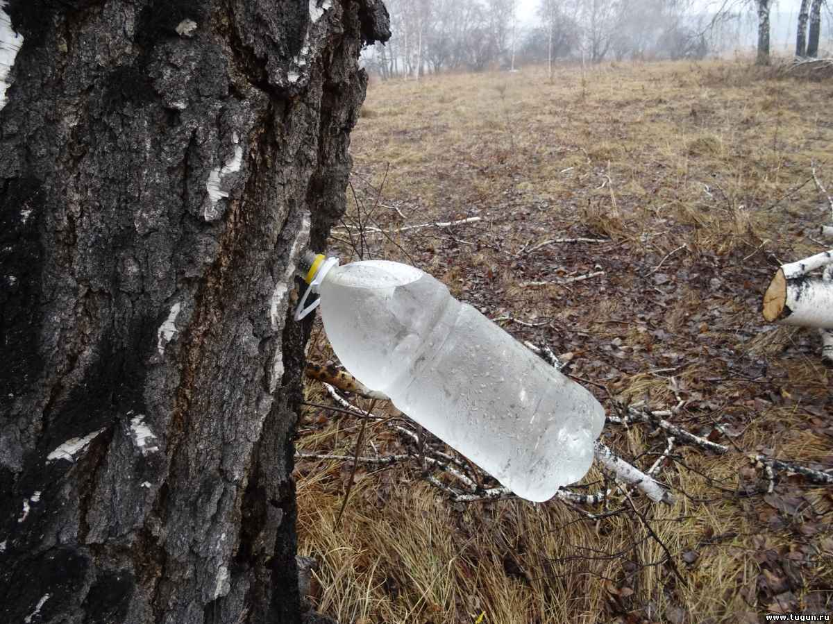 Когда собирают березовый сок на урале