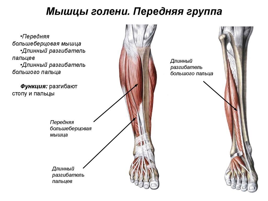 Мышцы голени человека схема с названиями