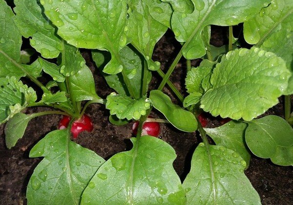 Фото: pixabay.com