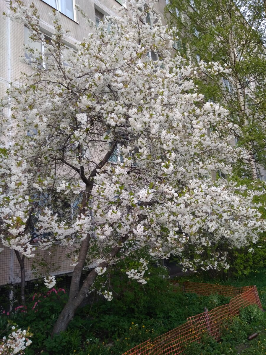 Вишня зацвела... Надеюсь это не  яблоня