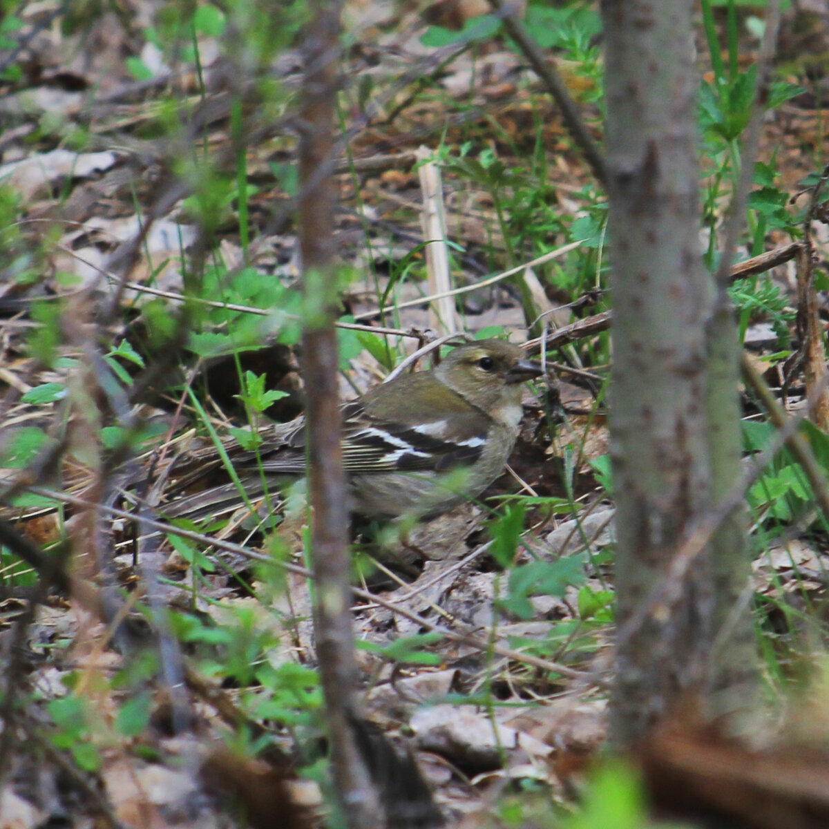 Самку зяблика непросто заметить на фоне сухих листьев и травы