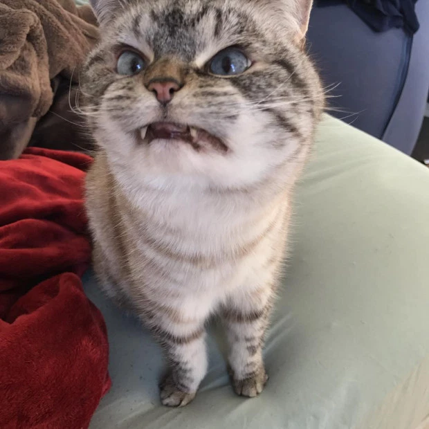Фото: Instagram @loki_kitteh 