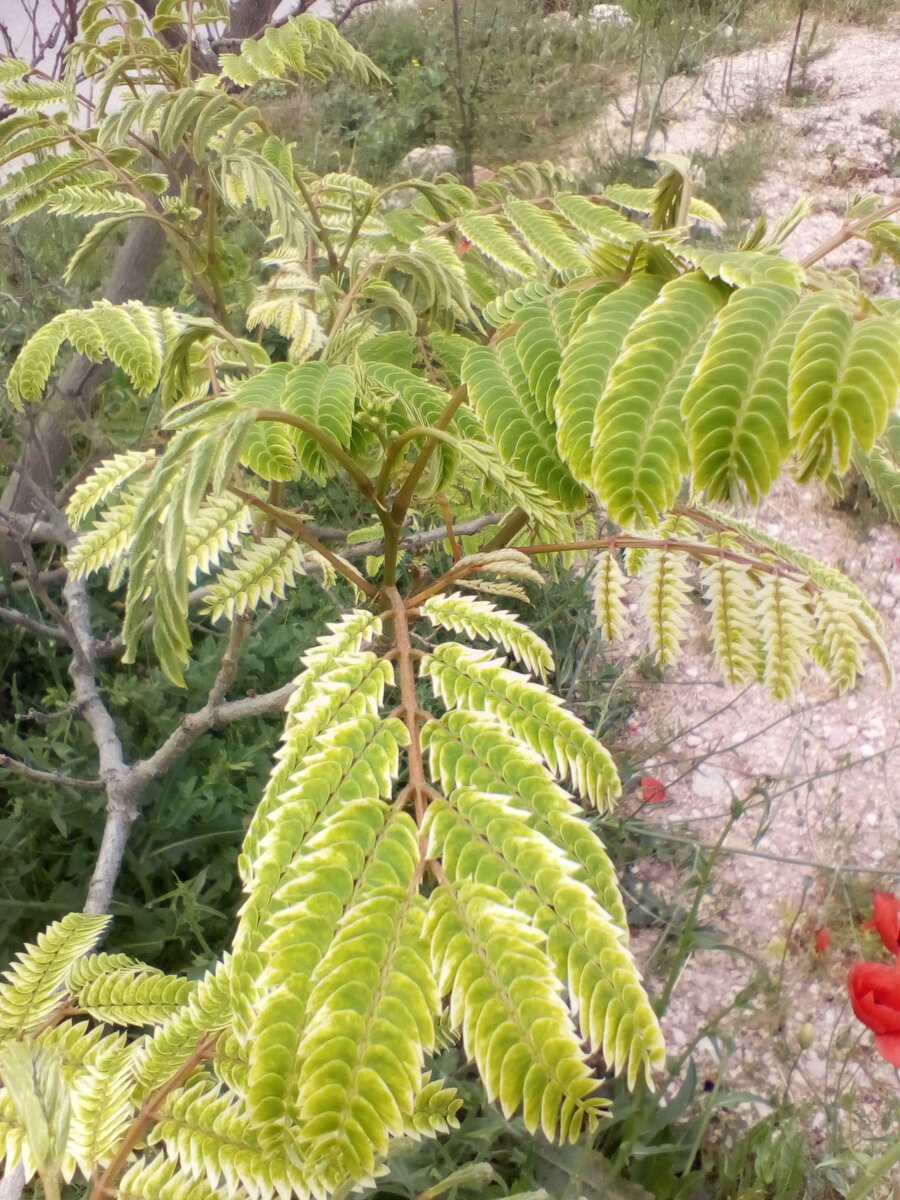 Самые волшебные краски утром на тропинке.