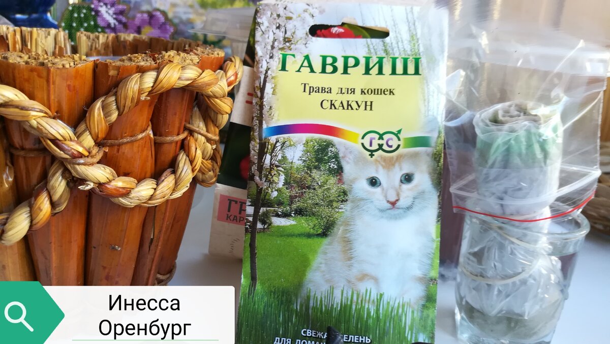 Трава для кошек