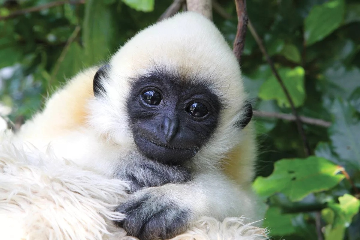 Gibbon. Белорукий Гиббон. Обезьяна белорукий Гиббон. Карликовый Гиббон. Самка гиббона.