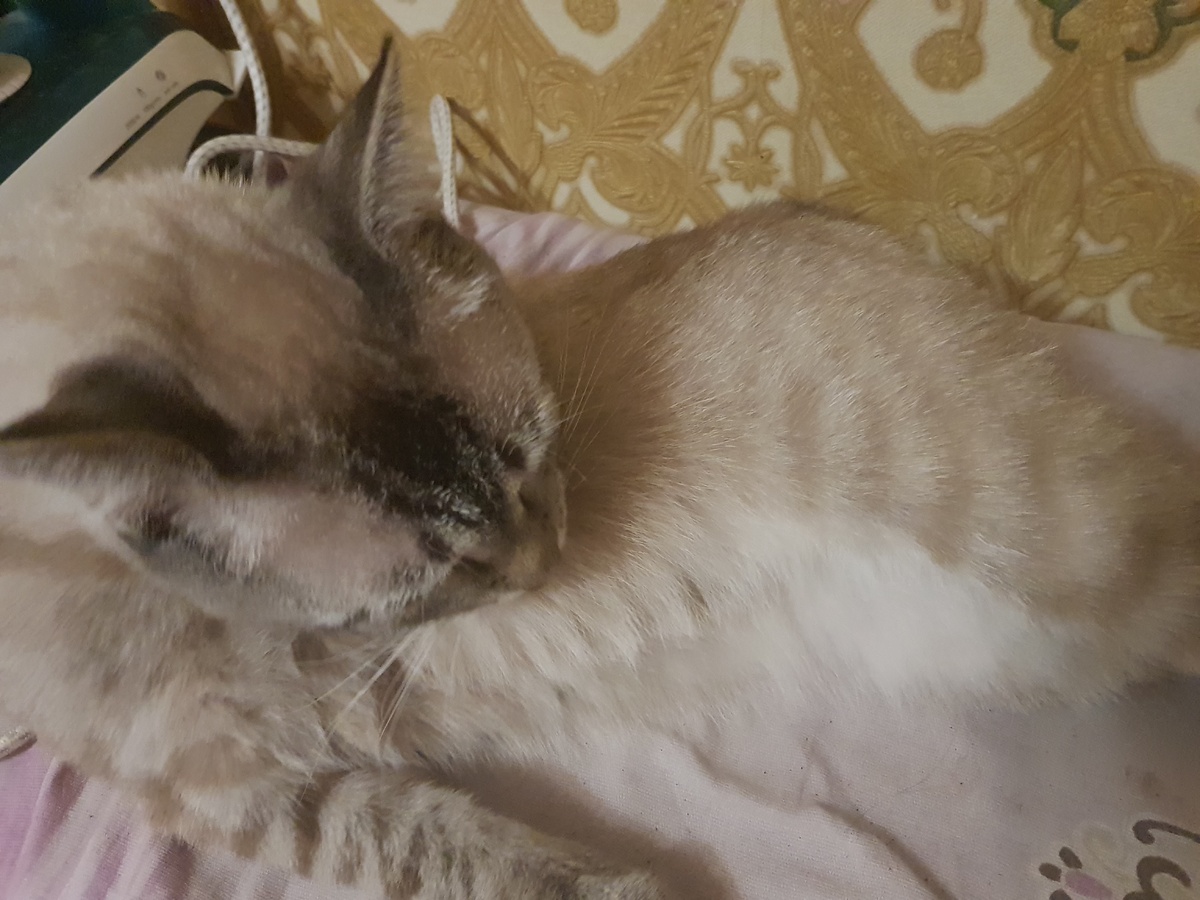 Это твоя гладильная доска? Пожалуй я оставлю на ней шерсть😸