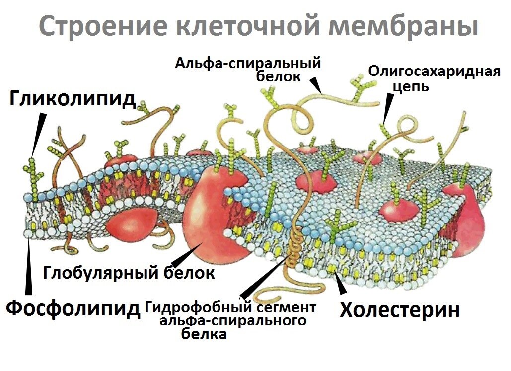 Нарушения метаболизма холестерина | Südamekeskus