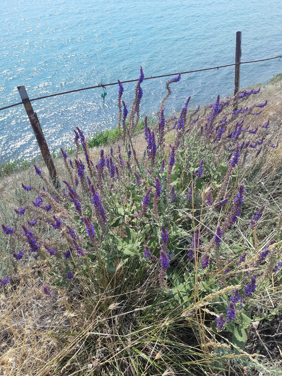 Фото автора, лето 2020г.