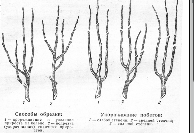 Как правильно обрезать яблоню весной 5 лет. Способы обрезки. Схема обрезки молодой яблони. Обрезка конфетной яблони. Обрезка молодых семечковых.