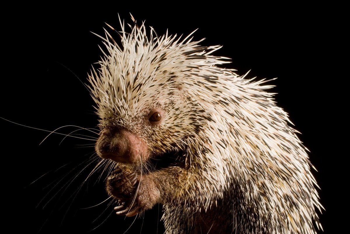 Кстати, дикобразы бывают довольно милыми.