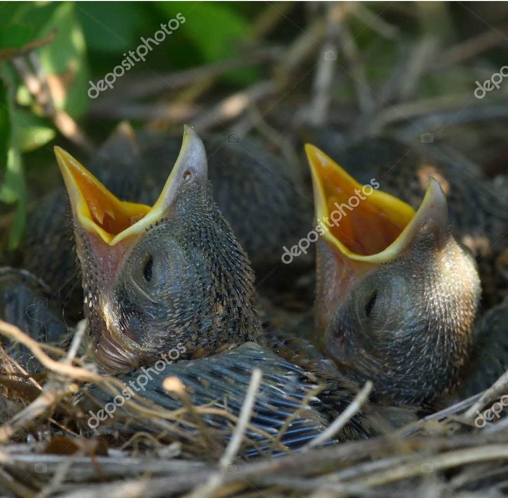 https://st4.depositphotos.com/1422604/21371/i/1600/depositphotos_213717792-stock-photo-thrush-chicks-nest-spring.jpg