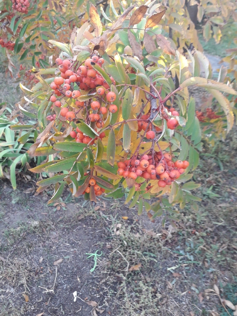 Рябина и яблони несовместимы, а еще и можжевельник нельзя на участке сажать  | Сад, дом, огород | Дзен