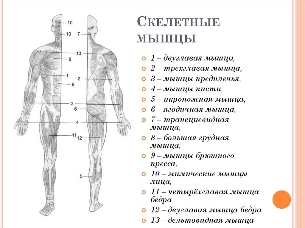 Рисунок скелетных мышц человека