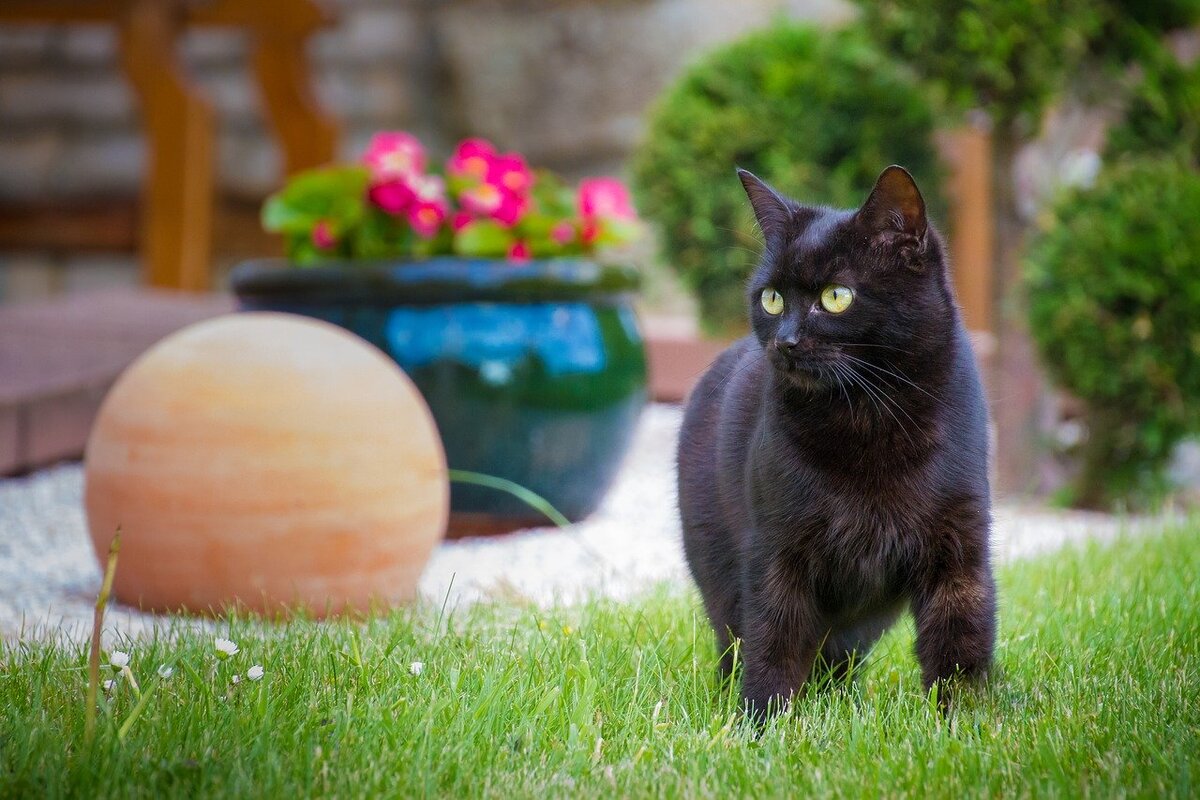 Французская кошка. Боб черный двор. Yard Cat. French Cat.