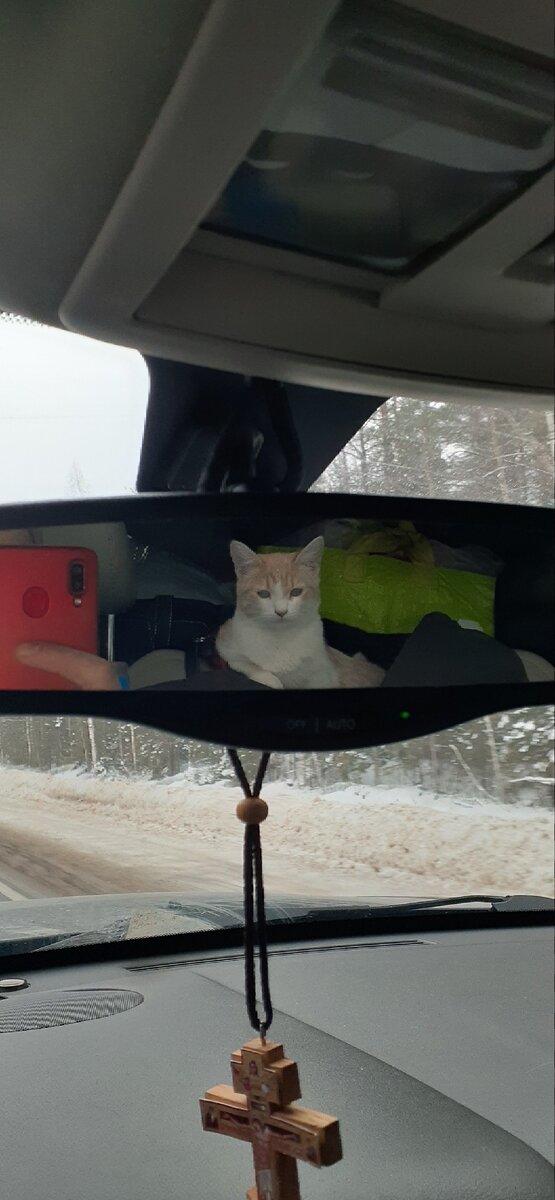 Мой спутник